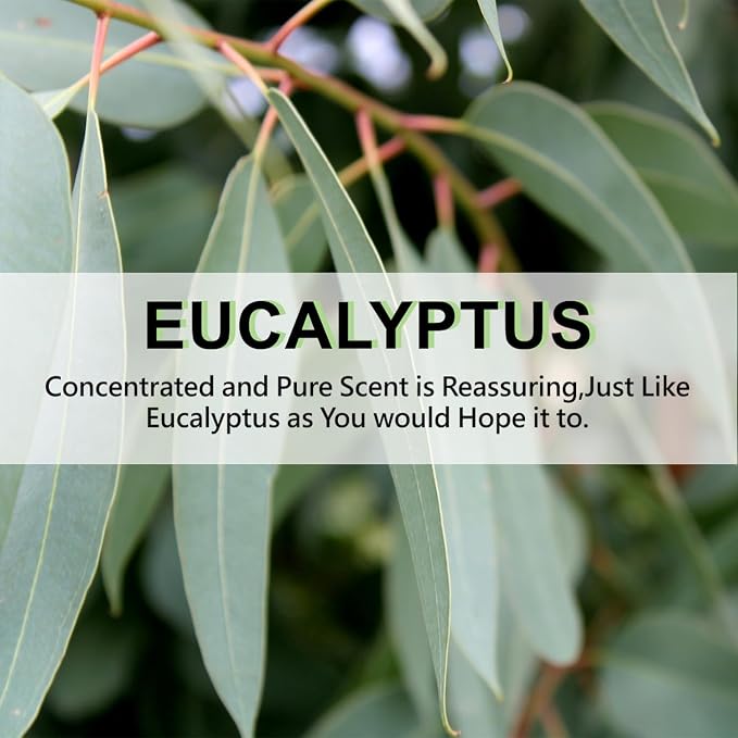 Large 12 Packs Eucalyptus Hanging Closet Deodorizer Air Freshener Long Lasting Scented Sachets Smell Goods for House