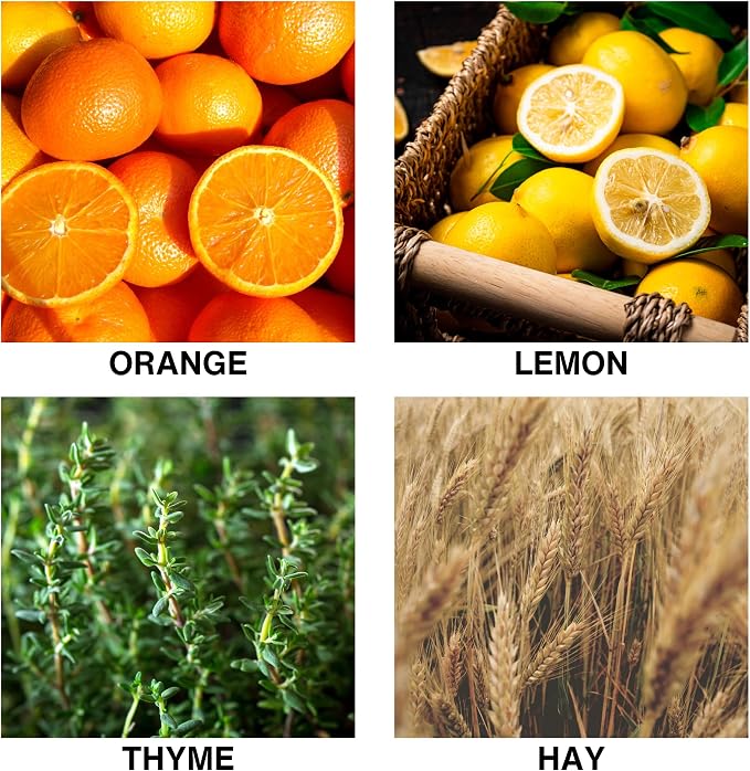 Luxury Reed Diffuser – Citrus Meadow Scent with Orange, Lemon, Thyme & Hay – Long-Lasting Diffusers for Home, alternate