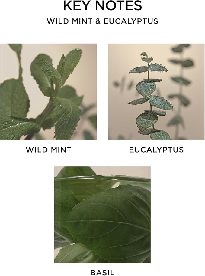 Reed Diffuser, Wild Mint & Eucalyptus - 5.9 fl oz - Fragrance for Up to 90 Days - Reusable, Refillable Glass Holder